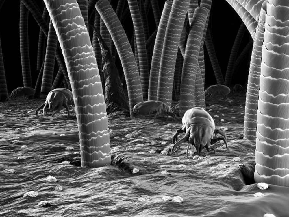 枕ってどれくらい汚いの