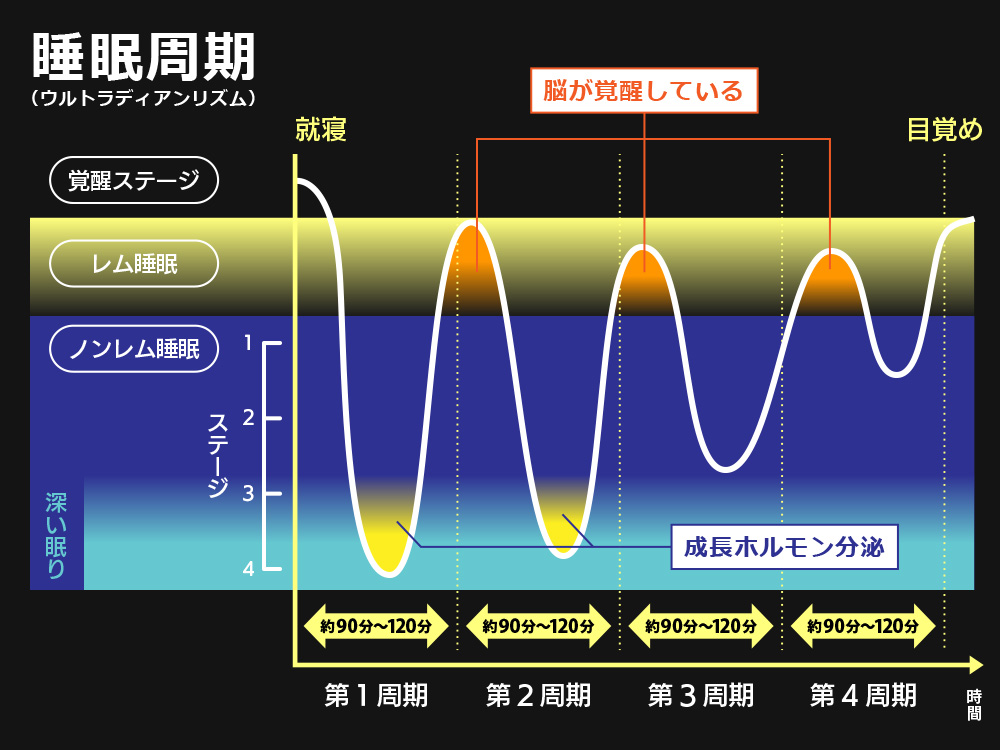 レム睡眠 ノンレム睡眠とは 違いを理解して良質な睡眠を取ろう Bauhutte