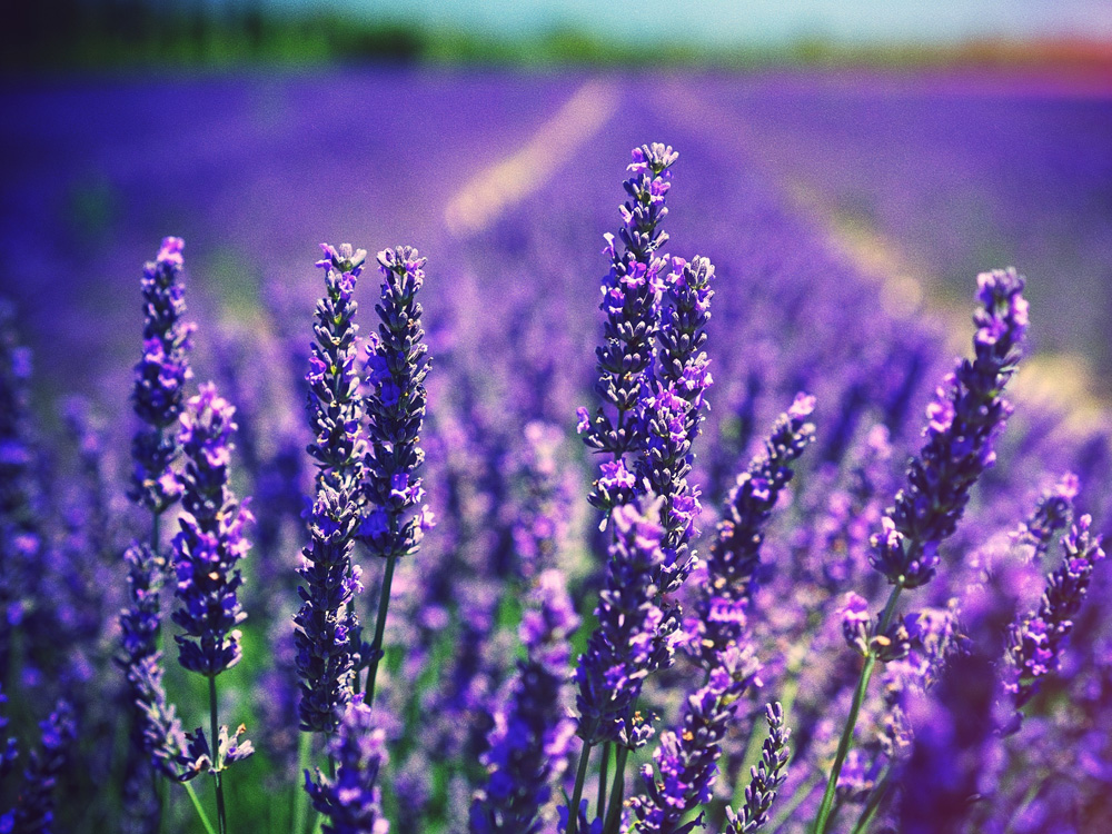 アロマの香りでリラックス