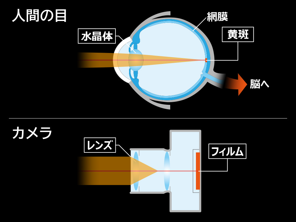 視力回復で眼の疲れが軽減する 知らなきゃ損する5つの視力回復法 Bauhutte