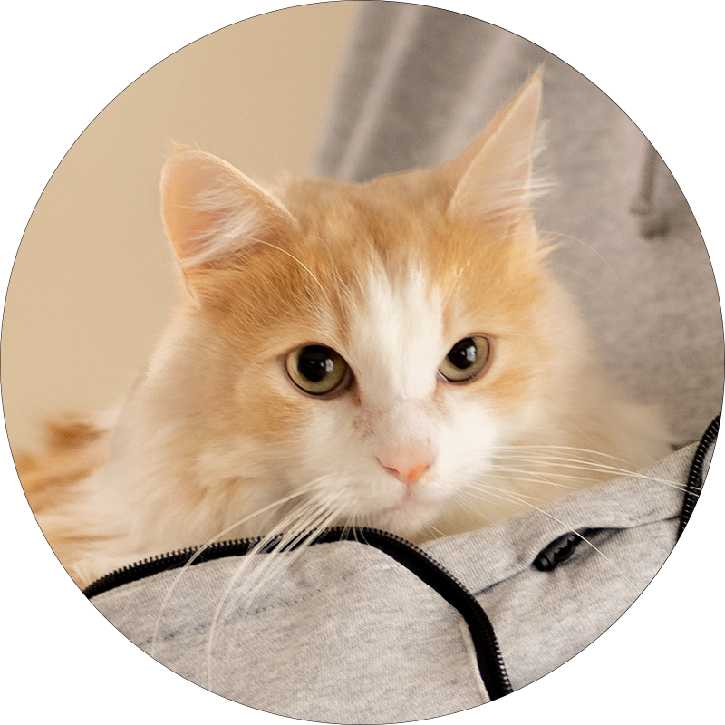 チャイちゃん (6kg)