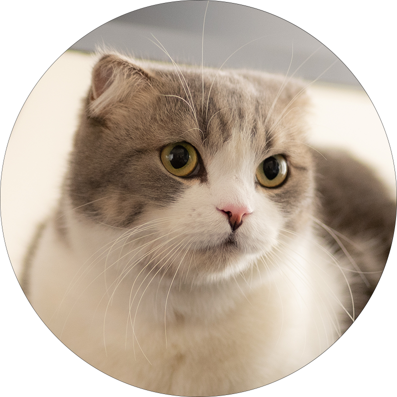 コハちゃん (4.5kg)